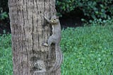 How to Keep Squirrels Out of Your Birdfeeder