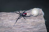 The Black Widow Guide