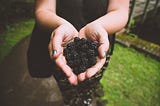 holding a handful of blackberries