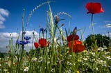 Behind the Frenzied World Lies a Tranquil Meadow