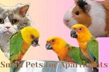 Best Small Pets for Apartments Living