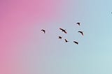 Burung.