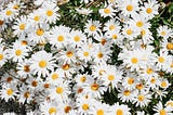 These Daisies
