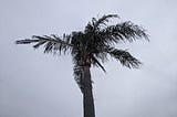 A palm tree blowing in a storm