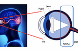 Systems Neuroscience Pt. 2: A Comprehensive Breakdown of the Mechanisms of Vision