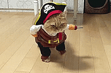 Pirates with PhDs