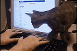 Simulate the life with cats using my programming skills