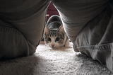 16 Funny GIFs of Cats Playing on Carpets Named After Famous Songs