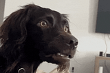 Gif of a confused-looking black puppy, looking around like it has no clue what’s going on around him.