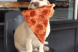 The 5 Stages of Ordering a Pizza: As told by dogs