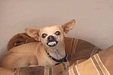 The Imposter, The Inner Critic and The Chihuahua