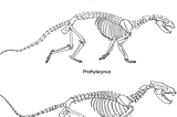 Did sparassodonts give birth to developed young?