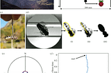 How Hoverflies Navigate