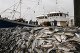 Conservation Needs to Get Back on the China-Africa Agenda