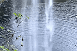 Falling water in motion over a portion of a river. To the left is a branch with leaves.