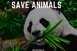 Official Save Animals marketing strategy
