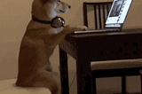 Solving the Woof Woof JavaScript Challenge