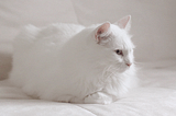 Great Examples of Cinemagraph Marketing