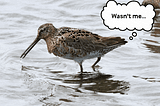 GIF of brown and black dowitcher standing in water. Thought bubble with “wasn’t me” is connected to the bird’s tailfeathers.