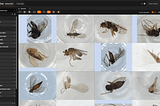 Beyond the Microscope: Diving into BIOSCAN-5M, a New Dataset for Insect Biodiversity Research