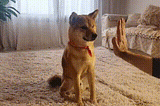 Adopting Toku: Day 524
