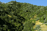 This AI designs beautiful Forest Landscapes for Games!