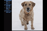 Unleashing the Power of GANs: The Dawn of Interactive Image Manipulation