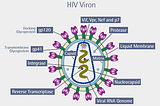 HIV-1 Resistant: The CCR5 Delta32 Dilemma And The Race To Create HIV Resistant Organism