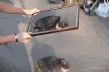 https://media3.giphy.com/media/v1.Y2lkPTc5MGI3NjExY3ZxeDhjeWE2aWJ0aXhxeWkxeHVleDhhMmdwenZxYmhrNmxqY3MxYSZlcD12MV9pbnRlcm5hbF9naWZfYnlfaWQmY3Q9Zw/WrfsKnNUbtx84/giphy.gif