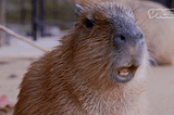 Day 102, Rails and Blind Capybara