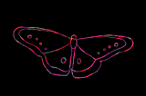 GIF of butterly flapping wings