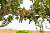 Everything You Need To Know Before Choosing The Serengeti Safari Holidays