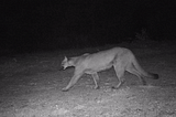 Building a simple AI-powered, human-in-the-loop system to manage wildlife camera trap images