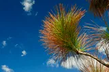 A blue sky with a close up of white pine branch with a bushel of its needles changing color, green to greenish-red.