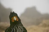 A close up of a falcon looking inquisitively into the camera