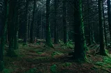 A forest with barren trees that have a green hue to them