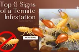 6 Signs of a Termite Infestation