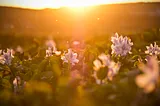 Flowers up close in a large field with a setting sun in the background