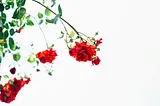 an image from a rose garden of red roses and small leaves on a white background