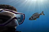 Wild Fish Recognize Individual Humans Who Feed Them