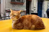 Orange cat sitting on yellow car.