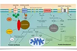 The Influence of Omega-3 Fatty Acids on Sketetal Muscle Protein Turn