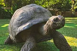 The writer pictures a giant land tortoise because the letter T is the theme for this post.