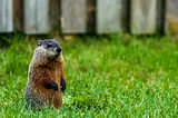 History of Groundhog Day