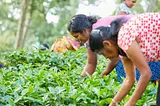 Women working on a coffee farm.