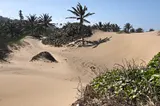 Against the backdrop of a cloudless blue sky, the sun washes over an enormous dune and the handful of palm trees that stabilize it.