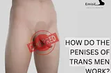 HOW DO THE PENISES OF TRANS MEN WORK?