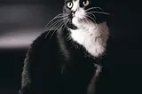 Unsinkable Sam- The Cat That Survived 3 Shipwrecks!