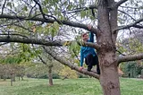 Woman crouched on the lower branch of a tree in a park