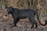 The Imposing Black Leopard!
